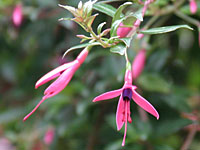 F. glazioviana