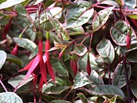 F. magellanica tricolor