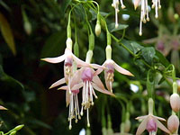 F. magellanica alba