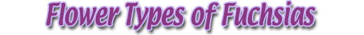 Flower Types of Fuchsias