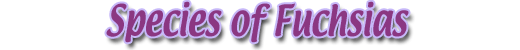 Species of Fuchsias