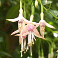 F. Magellanica 'alba' 