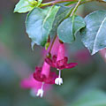 F. enclliandra ssp. encliandra