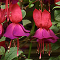 Mission Bells