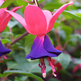 Mission Bells