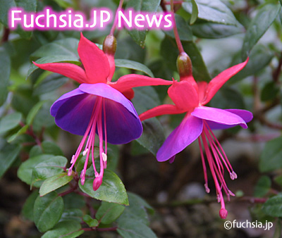 FuchsiaJPNews_title1.jpg